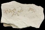 Fossil Cranefly (Pronophlebia) Cluster - Green River Formation, Utah - #109181-1